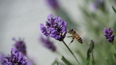 Bild vergrößern: Biene an einer Lavendelblüte