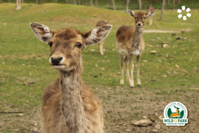 Bild vergr&ouml;&szlig;ern: Rehe im Wildpark