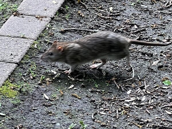 Bild vergr&ouml;&szlig;ern: ed3f2a2b68395ebf5a1fe58c16ad482b_g
